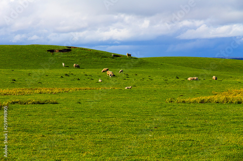 Countryside landscape with sheep grazing