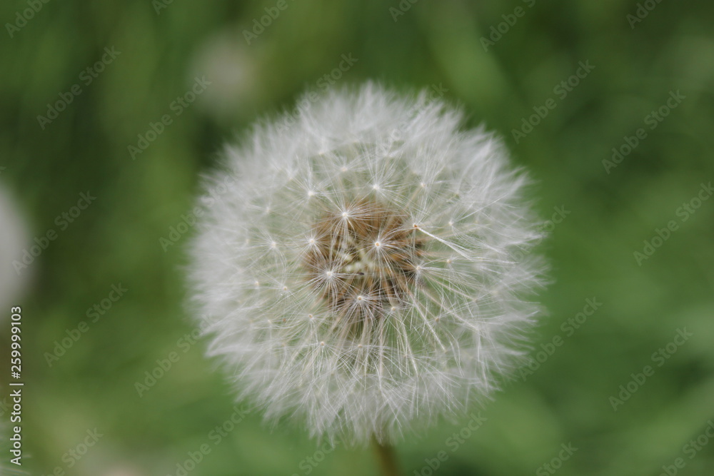 dandelion Portland Oregon