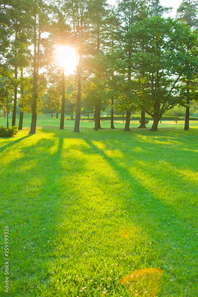 garden sunlight in the morning