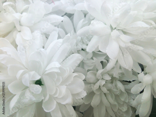 白い造花の菊 © BBuilder