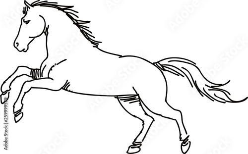 Drawing horse vector