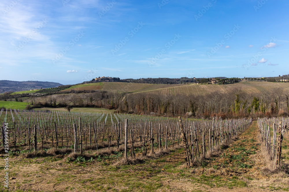 Dry vineyard landscape on a blue sunny sky in Tuscany, Italy