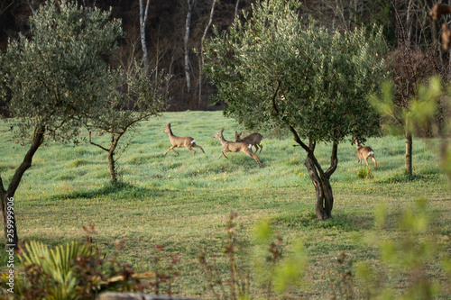 Young deers running on a green rural field in Tuscany  Italy