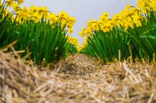Yellow daffodils flower field row tunnel with hay and blurry foreground shot in very low angle 