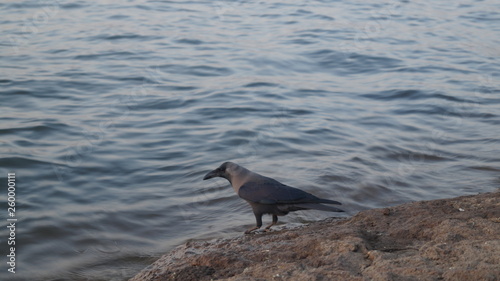 Crow sitting near water side