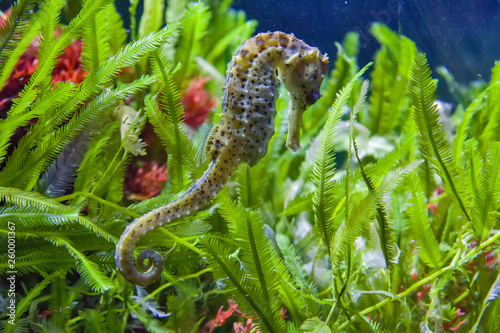 Thorny seahorse between seagrass and blue water