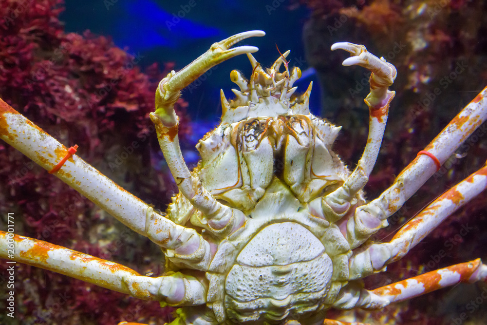 Japanese spider crab Stock Photo | Adobe Stock