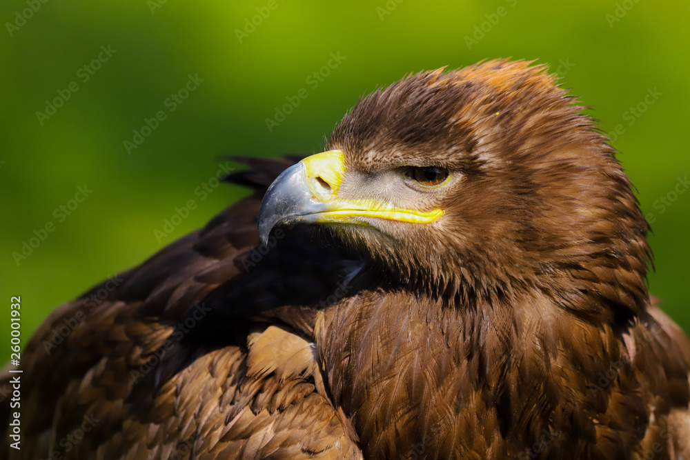 Close up head and shoulders portrait of a Steppe Eagle (Aquila nipalensis) Close up head and shoulders portrait of a Steppe Eagle (Aquila nipalensis)
