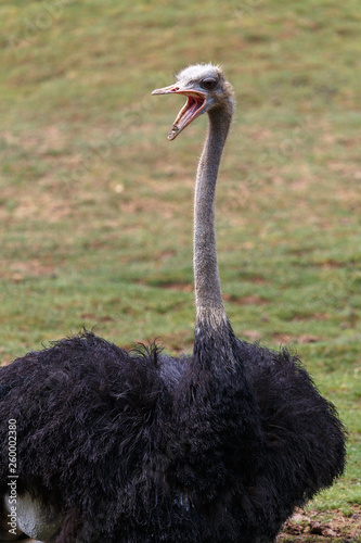 Shouting ostrich, too lazy too run away
