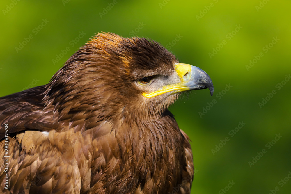 Close up head and shoulders portrait of a Steppe Eagle (Aquila nipalensis) Close up head and shoulders portrait of a Steppe Eagle (Aquila nipalensis)