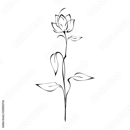 flower Bud on a high stem with leaves in black lines on a white background