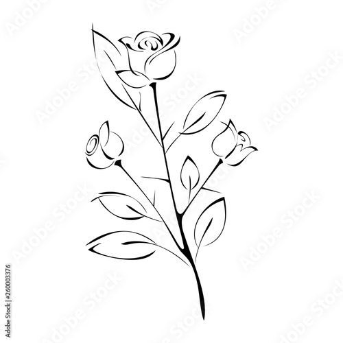 sprig with rose flower buds, leaves and thorns in black lines on white background