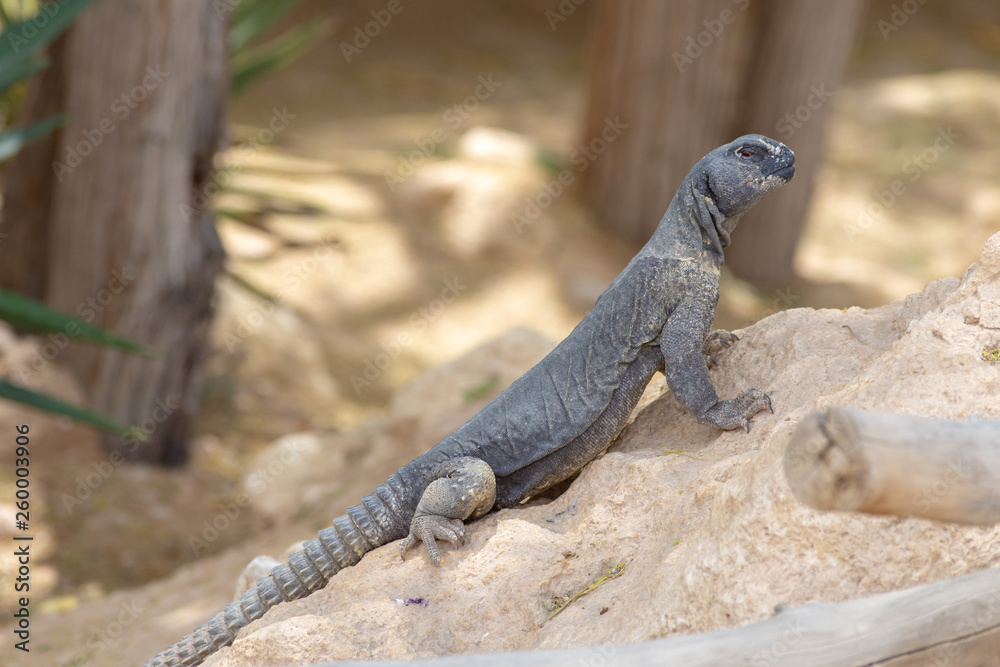 A green Leiptien's Spiny Tailed Lizard (Uromastyx aegyptia leptieni) A green Leiptien's Spiny Tailed Lizard (Uromastyx aegyptia leptieni)