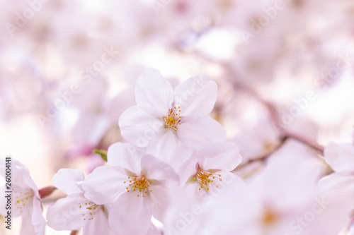桜 © moneko