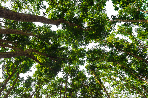 Jozani Forest, Zanzibar, Tanzania, Africa - View of the treetops photo