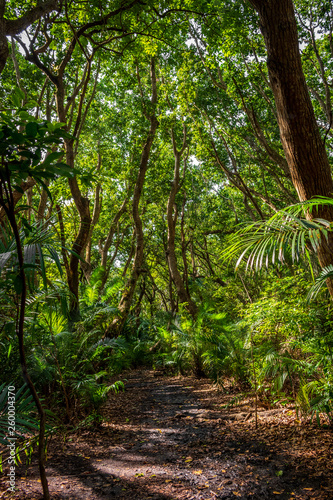 Jozani Forest, Zanzibar, Tanzania, Africa - Jungle with footpath