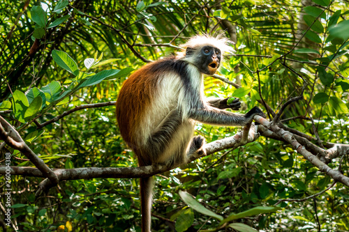 Photos Red Colobus Monkey, Jozani Forest, Zanzibar - Endangered Species