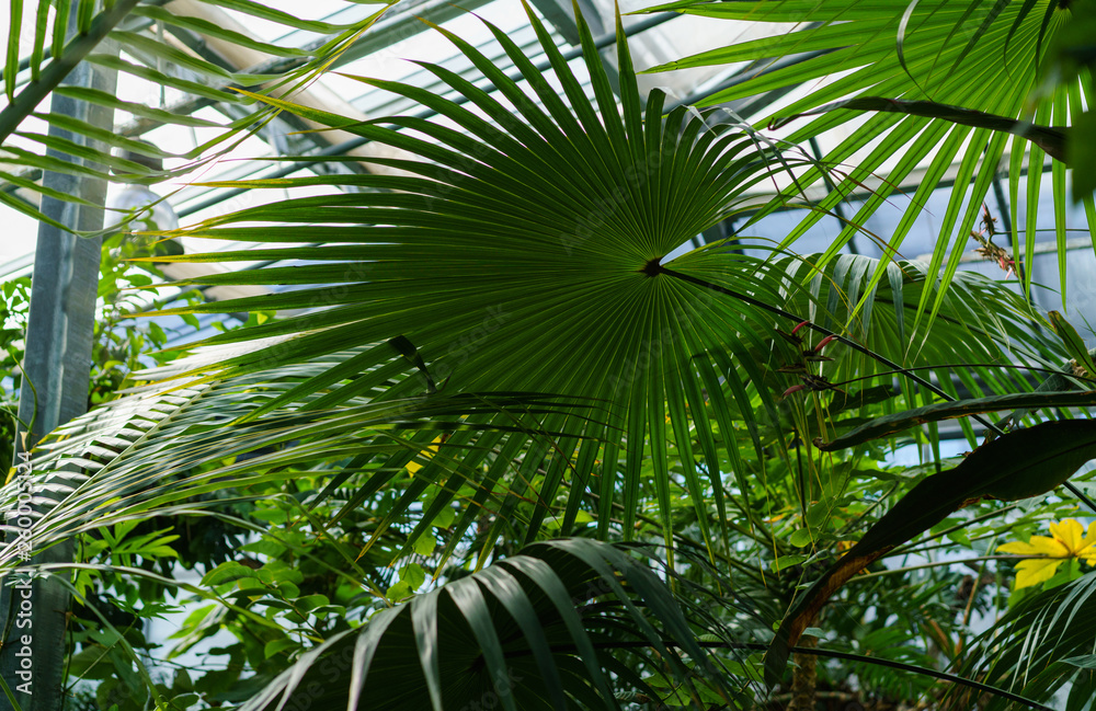 Fototapeta premium Green leaves texture. Fresh spring tropical leaves background