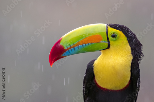 keel-billed toucan (Ramphastos sulfuratus) photo