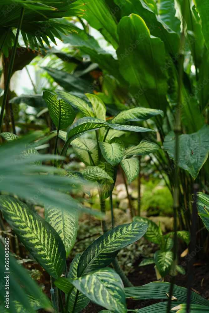 Green leaves texture. Fresh spring tropical leaves background Green leaves texture. Fresh spring tropical leaves background