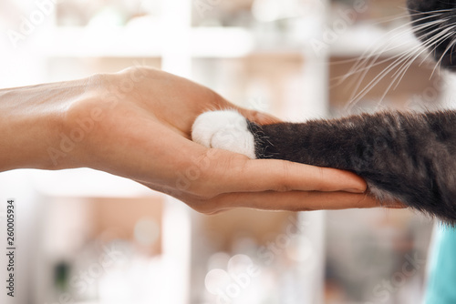 I am a friend for my patient. Close-up photo of female vet hand holding a paw of a black fluffy cat during a checkup in veterinary clinic.