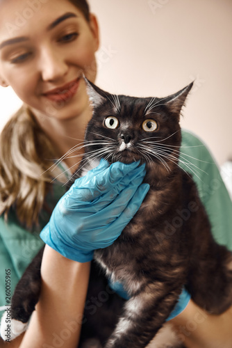 Fototapeta Naklejka Na Ścianę i Meble -  Scared eyes. A woman vet in work uniform and protective gloves is holding a big black and fluffy cat during a check up at veterinary clinic.