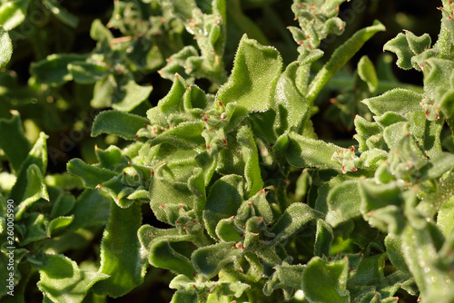 Eiskraut Mesembryanthemum crystallinum
