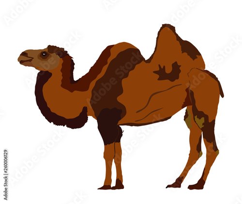 Standing Bactrian camel vector isolated on white. Camel  vector illustration. (Camelus bactrianus)