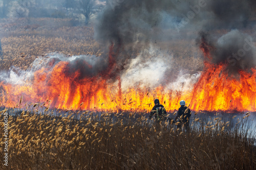 Raging forest spring fires. Burning dry grass, reed along lake. Grass is burning in meadow. Ecological catastrophy. Fire and smoke destroy all life. Firefighters extinguish Big fire. Lot of smoke