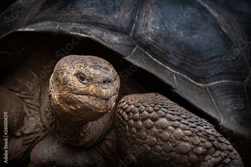 Obraz na plátně Galápagos giant tortoise complex (Chelonoidis nigra)