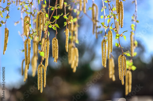 Close up birch tree with full of pollen and deep blue sky in early spring