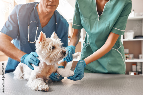 We are always here to help. A team of two veterinarians in work uniform bandaging a paw of a small dog lying on the table at veterinary clinic. photo