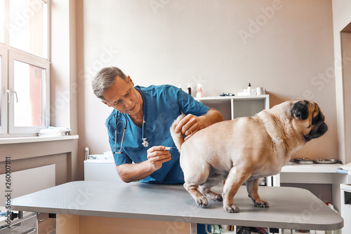 Be patient, please! Middle aged male vet is measuring body temperature of a pug at veterinary clinic