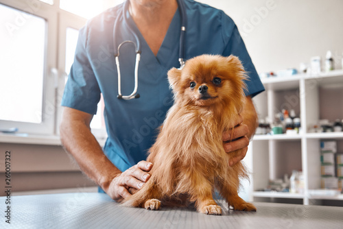 Cute patient. Male vet in work uniform holding little beautiful dog which is sitting on the table and looking at camera at veterinary clinic photo