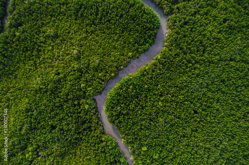 Aerial view green mangrove tropical forest swamp line to sea