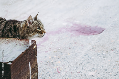 Chat tigré rodant dans un port photo