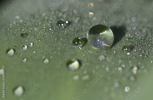 Macro Large raindrops on a leaf