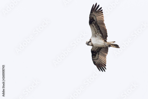Obraz na płótnie Osprey (Pandion haliaetus) w salonie