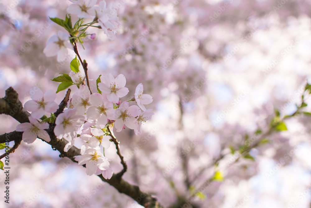 Flowers on the cherry blossom tree with small branches Flowers on the cherry blossom tree with small branches