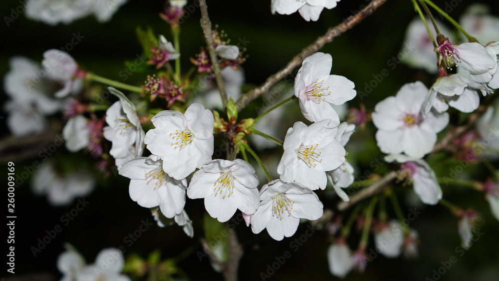 夜桜