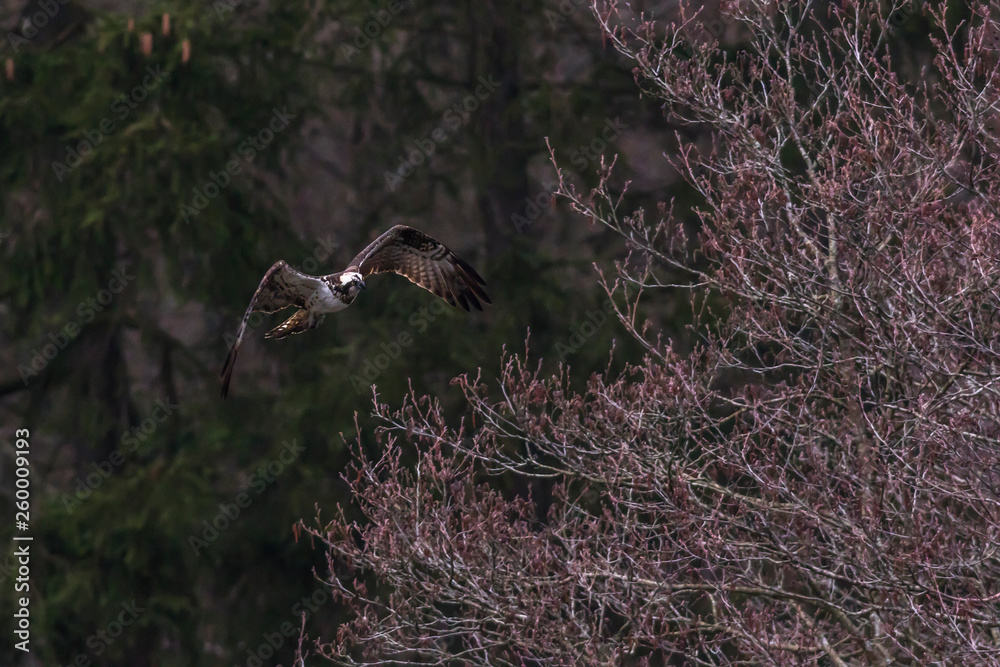 Osprey (Pandion haliaetus)