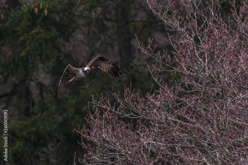 Obraz na płótnie Osprey (Pandion haliaetus) w salonie