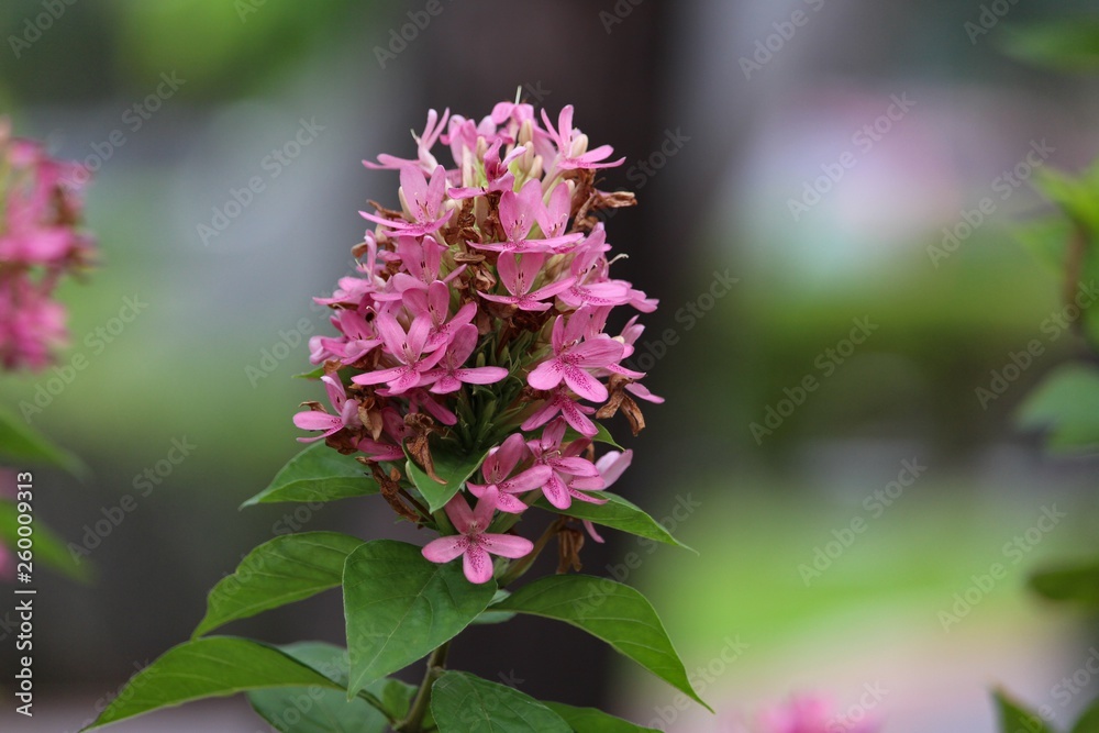 Pink bloom spike on Asian bush Pink bloom spike on Asian bush