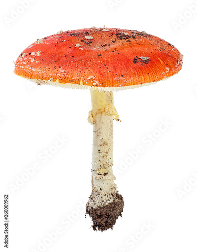 Mushroom Amanita Muscaria isolated on white background