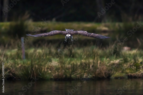 Osprey (Pandion haliaetus) photo