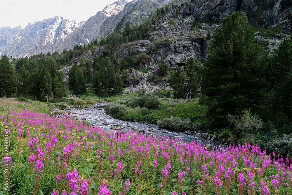The field of willowherb flowers on the background of mountain river