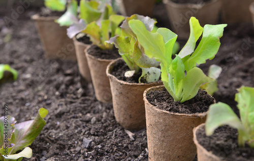 Konstfotografi lettuce seedling growing in a peat pot and ready to be planted in garden