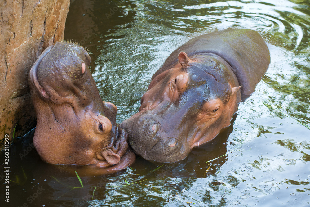 Fototapeta premium A pair of hippos, Chiang Mai 