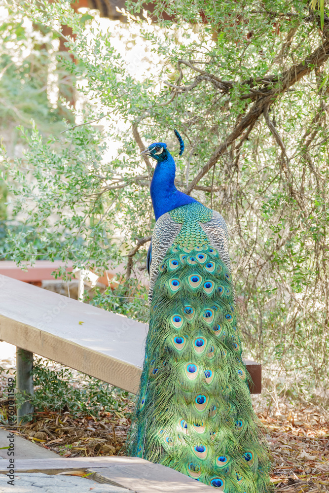 Obraz premium Peacock sitting in the forest