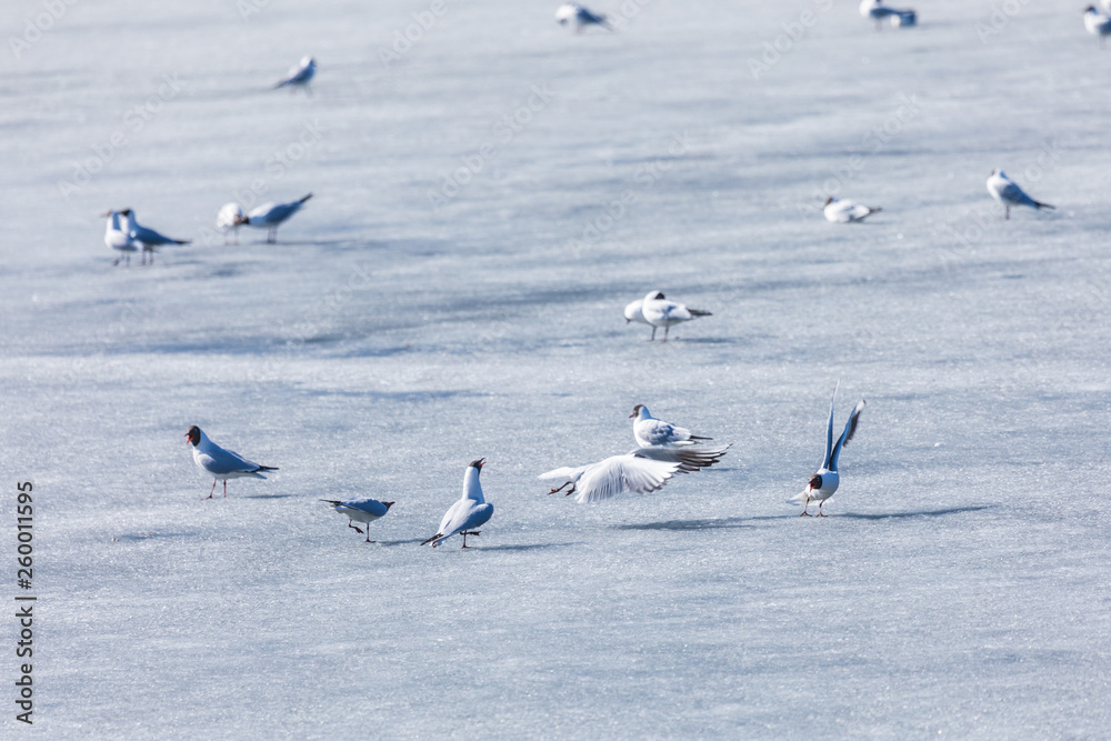 The scene of gulls' market during the mating season on the spring ice of the river or the lake in the city park in the clear sunny day The scene of gulls' market during the mating season on the spring ice of the river or the lake in the city park in the clear sunny day